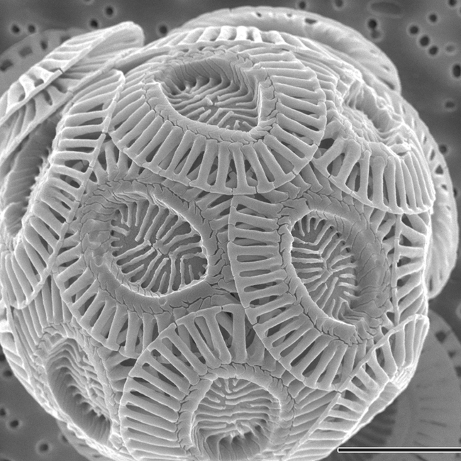 Scanning electron microscope image of the coccolithophore Emiliania huxleyi.