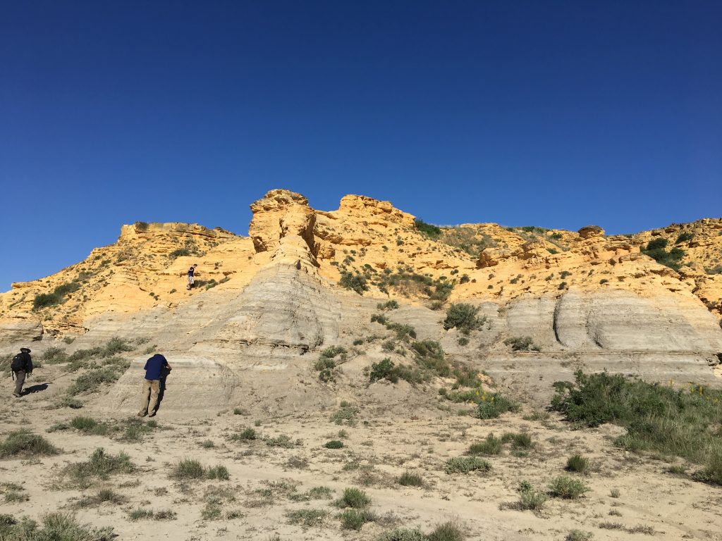 Photograph of paleontologists exploring the Kansas chalk for fossils.