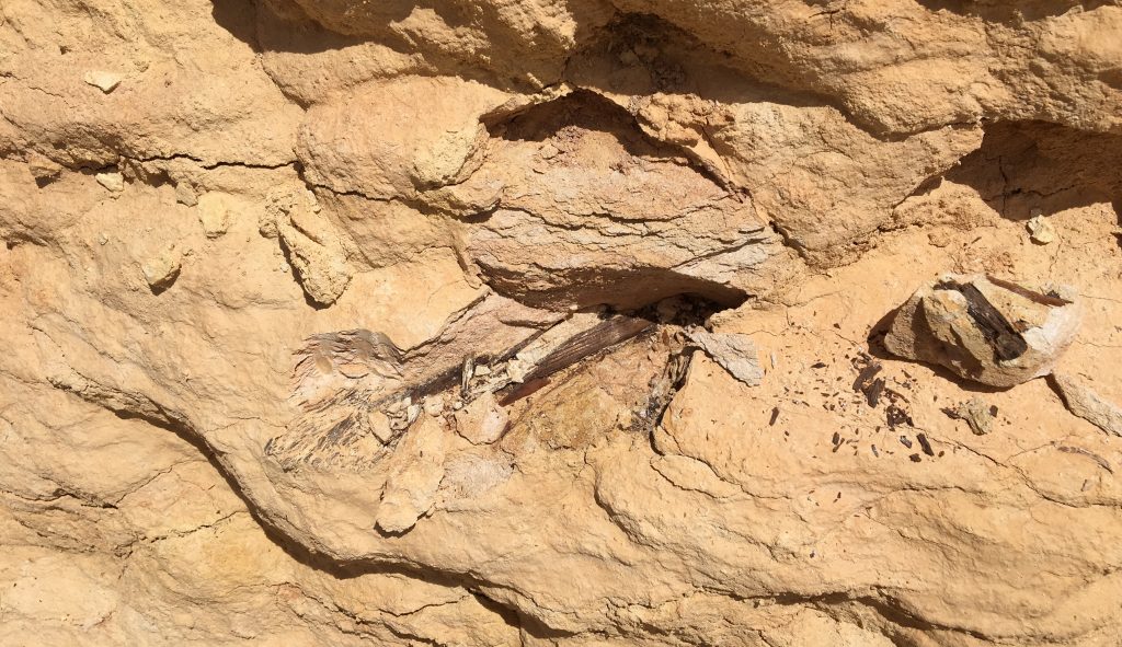 Photograph of the partially exposed remains of a fossil fish in the Kansas chalk.