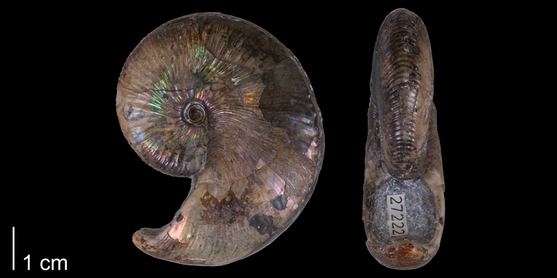 The Cretaceous ammonite Hoploscaphites nicolletii.