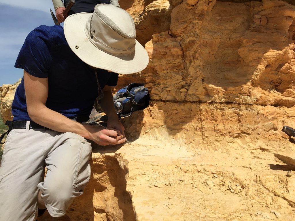 Photograph of a fossil collector excavating the remains of a pterosaur from the Kansas chalk.