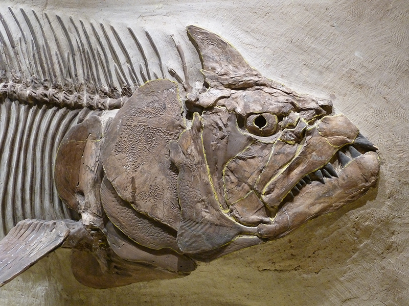 Specimen of Xiphactinus on display at a museum in Kansas.