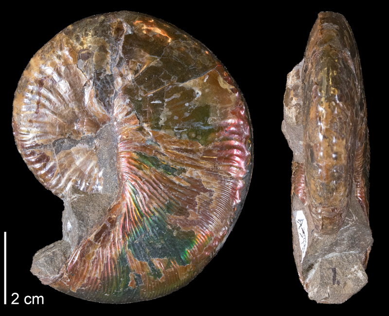 <i>Hoploscaphites comprimus</i> from the Maastrichtian Fox Hills Fm. (Timber Lake Member) of Dewey County, South Dakota (YPM 44248).