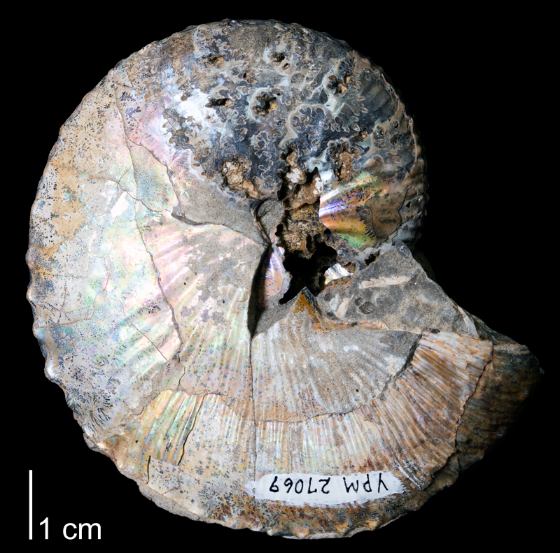 <i> Hoploscaphites comprimus </i> from the Maastrichtian Fox Hills Fm. of Ziebach County, South Dakota (YPM 27241).