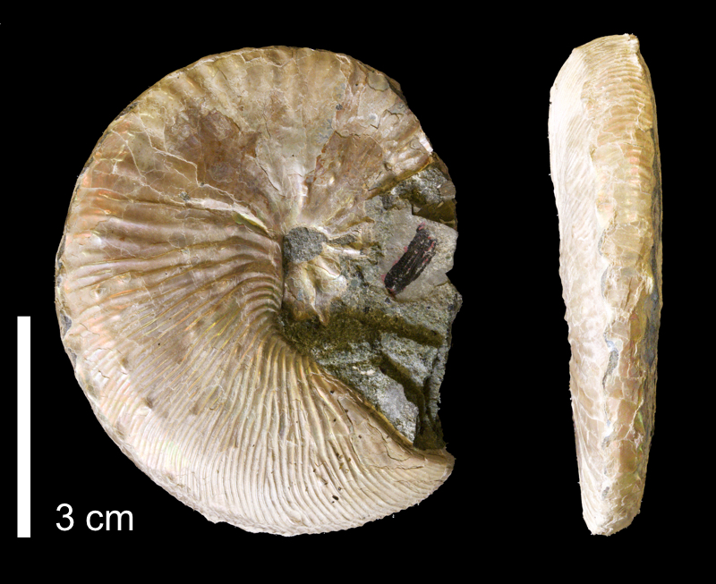 <i>Hoploscaphites comprimus</i> from the Maastrichtian Fox Hills Fm. of Emmons County, North Dakota (YPM 37473).