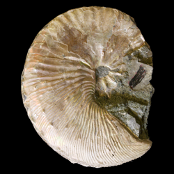 Scaphitidae