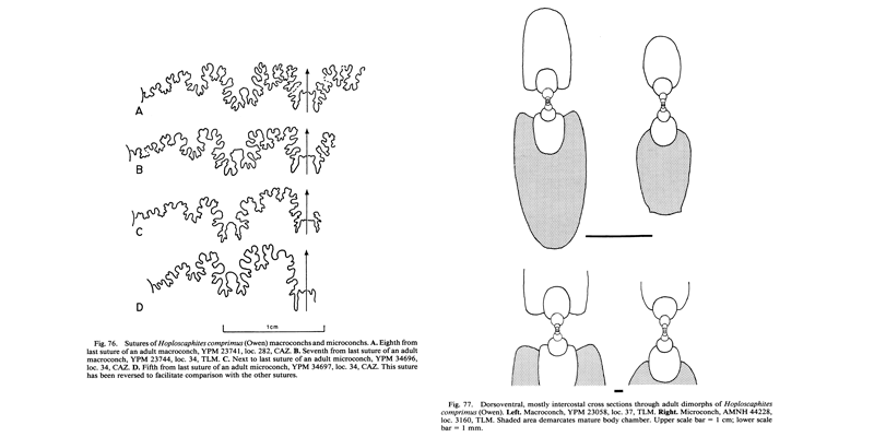 <i> Hoploscaphites comprimus </i> Landman and Waage 1983 Figure 76-77.