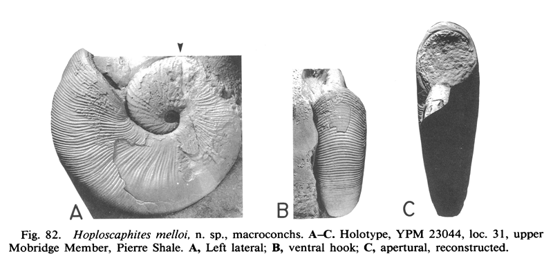 <i> Hoploscaphites comprimus </i> Landman and Waage 1983 Figure 82.