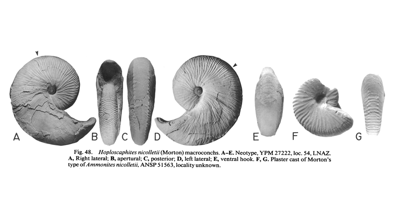 Neotype (A-D; YPM 27222) and plaster cast of Morton's type (E-F; ANSP 51563) of <i>Hoploscaphites nicollettii</i> (macroconchs). See original caption for additional details. Image modified from fig. 48A-G in Landman and Waage (1993 in <i>Bulletin of the American Museum of Natural History, no. 215</i>) and used with permission.