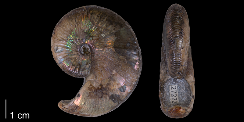 Neotype of <i>Hoploscaphites nicolletii</i> from the Maastrichtian Fox Hills Formation of Corson County, South Dakota (YPM 27222).