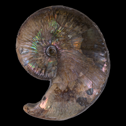 Hoploscaphites nicolletii