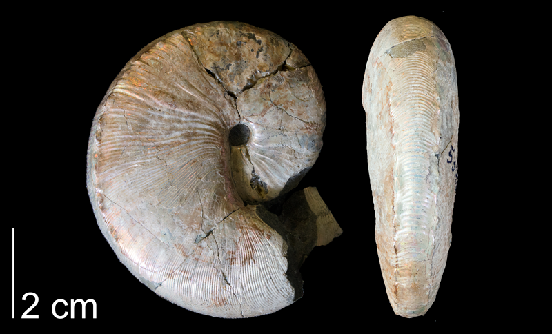 <i>Hoploscaphites nicolletii</i> from the Maastrichtian Fox Hills Fm. (Trail City Member) of Dewey County, South Dakota (YPM 53481).