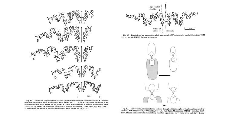 Suture and whorl profiles of <i>Hoploscaphites nicolletii</i>. See original caption for additional details. Image modified from figs. 61-63 in Landman and Waage (1993 in <i>Bulletin of the American Museum of Natural History, no. 215</i>) and used with permission. 