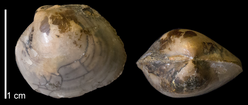 <i>Protocardia subquadrata</i> from the Maastrichtian Fox Hills Formation of Ziebach County, South Dakota (YPM 24649)