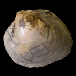 Protocardia subquadrata