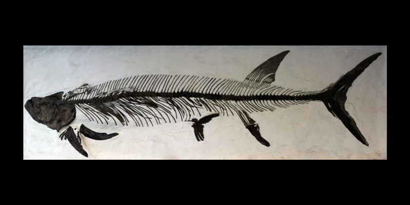 <i> Xiphactinus audax </i> from the Late Cretaceous Niobrara Fm. of Logan County, Kansas (YPM 002177).