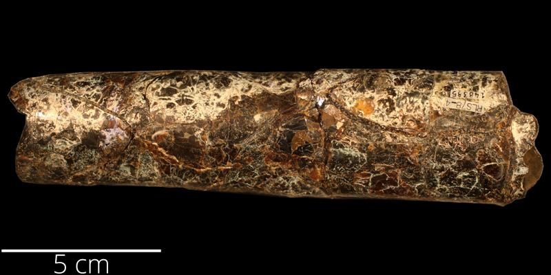 <i> Baculites eliasi </i> from the Campanian Bearpaw Fm. of Montant (KUMIP 34578).