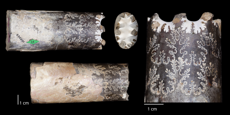 Holotype of <i>Baculites eliasi</i> (USNM 108969). Original unmodified images provided by courtesy of the Smithsonian NMNH and adapted and presented here under a Creative Commons BY-NC 4.0 license (NMNH GUID http://n2t.net/ark:/65665/3479354c4-6522-44e4-bafb-37f97f017cfc).