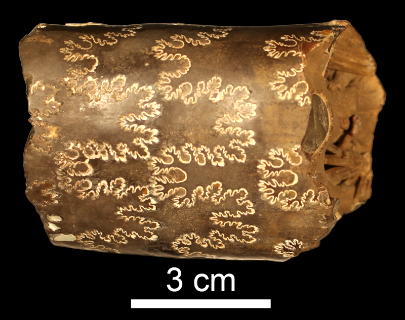 <i>Baculites grandis</i> from the Campanian Bearclaw Fm. near Fort Peck Lake, Montana (KUMIP 34575)