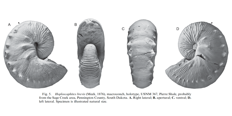 Holotype of <i>Hoploscaphites brevis</i> (USNM 367) (macroconch). See original caption for additional details. Image modified from fig. 5 in Landman et al. (2010) in <i>Bulletin of the American Museum of Natural History</i>, no. 342) and used with permission.