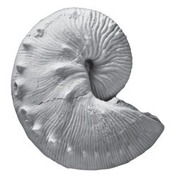 Hoploscaphites brevis