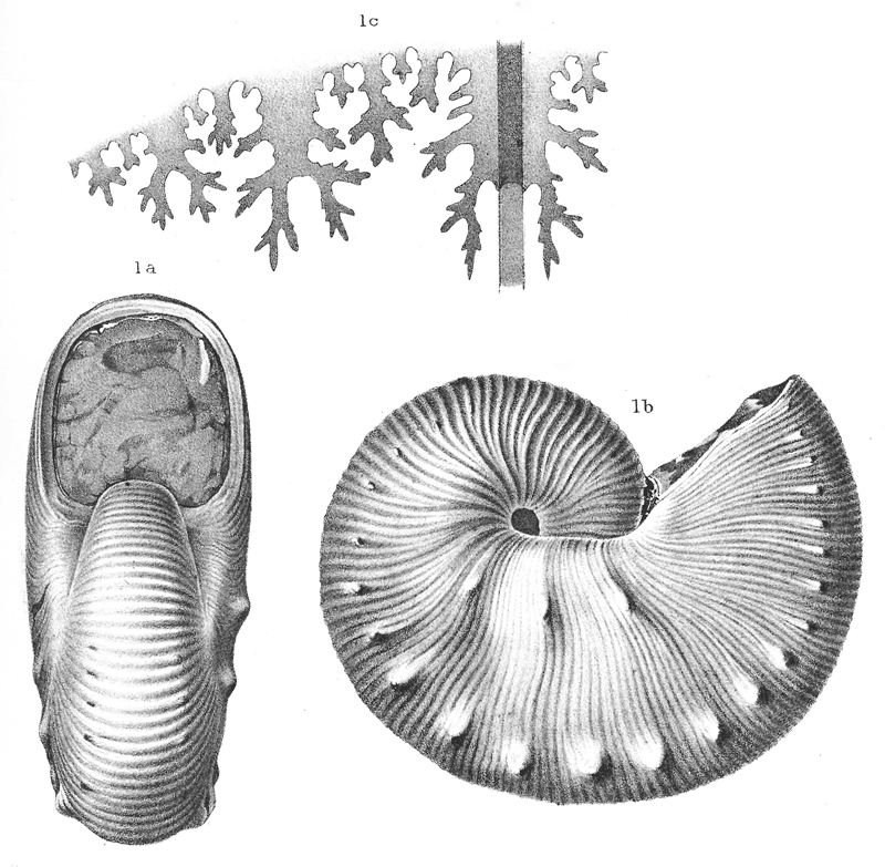 Original image of <i>Hoploscaphites brevis</i> published by Meek (1876, pl. 25, figs 1a-1c).