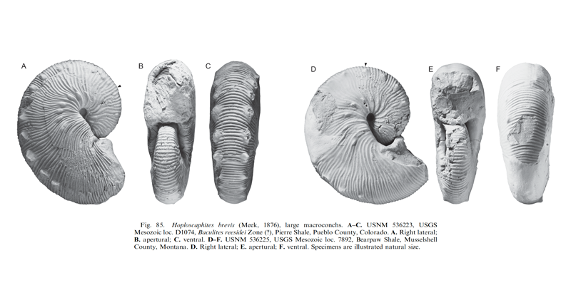 Specimens of <i>Hoploscaphites brevis</i> (macroconchs). See original caption for additional details. Image modified from fig. 85 in Landman et al. (2010) in <i>Bulletin of the American Museum of Natural History</i>, no. 342) and used with permission.