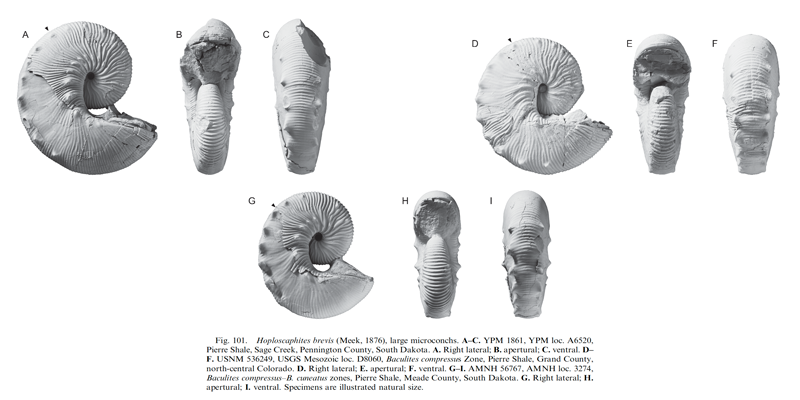 Specimens of <i>Hoploscaphites brevis</i> (microconchs). See original caption for additional details. Image modified from fig. 101 in Landman et al. (2010) in <i>Bulletin of the American Museum of Natural History</i>, no. 342) and used with permission.