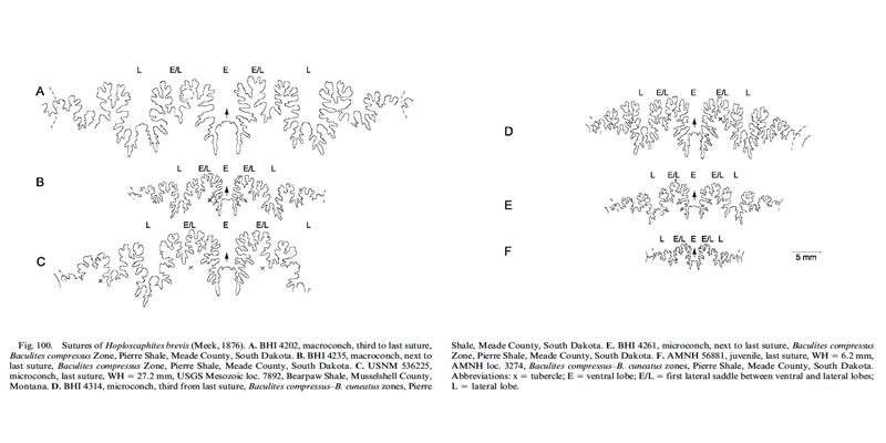 Sutures of <i>Hoploscaphites brevis</i>. See original caption for additional details. Image modified from fig. 100 in Landman et al. (2010) in <i>Bulletin of the American Museum of Natural History</i>, no. 342) and used with permission.