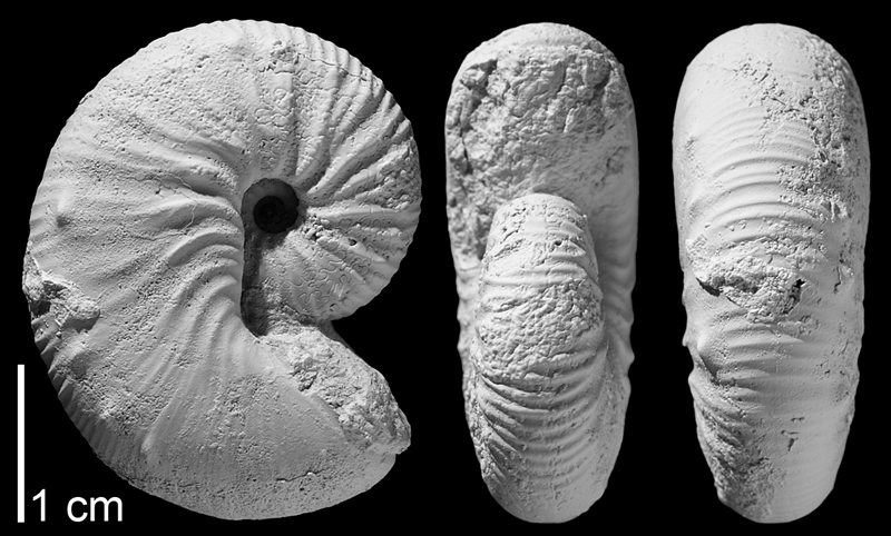 Holotype of <i>Hoploscaphites gilberti</i> from the Campanian Pierre Shale of Butte County, South Dakota (AMNH 64559). Specimen whitened to highlight aspects of shell morphology. Images used with permission from Landman et al. (2013, fig. 6s-u).