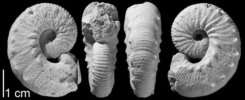 Paratype of <i>Hoploscaphites gilberti</i> from the Campanian Pierre Shale of Butte County, South Dakota (AMNH 64573). Specimen whitened to highlight aspects of shell morphology. Images used with permission from Landman et al. (2013, fig. 11s-v).