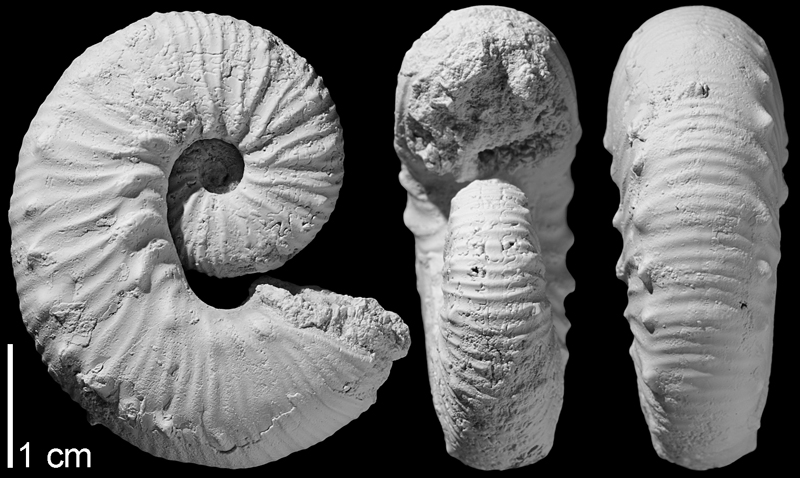 <i>Hoploscaphites gilberti</i> from the Campanian Pierre Shale of Butte County, South Dakota (AMNH 64615). Specimen whitened to highlight aspects of shell morphology. Images used with permission from Landman et al. (2013, fig. 11i-k).