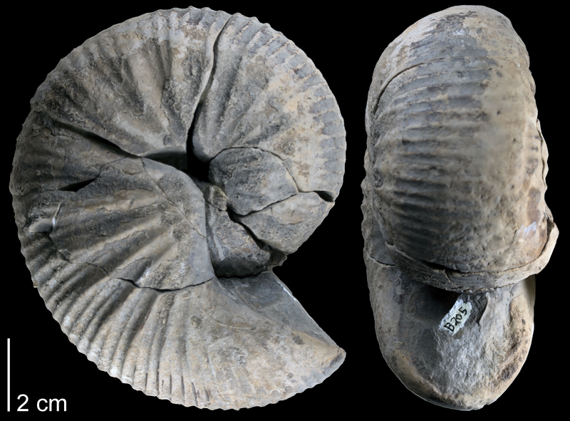 <i>Clioscaphites montanensis hesperius</i> from the Coniacian Marias River Shale (Kevin Member) of Toole County, Montana (YPM 391172).