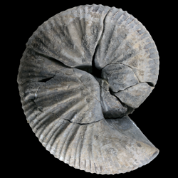 Clioscaphites montanensis