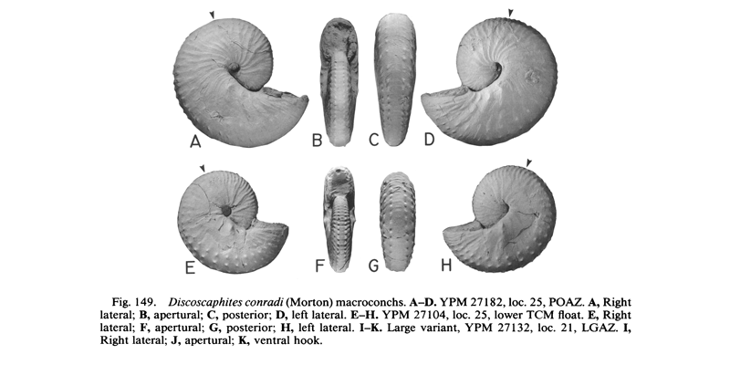 Specimens of <i>Discoscaphites conradi</i> (YPM27182 and YPM27104) (macroconchs). See original caption for additional details. Image modified from figs. 149A-H in Landman and Waage (1993 in <i>Bulletin of the American Museum of Natural History</i>, no. 215) and used with permission.