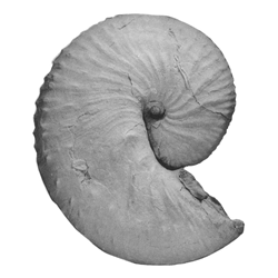 Discoscaphites conradi