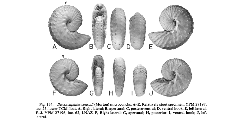 Specimens of <i>Discoscaphites conradi</i> (YPM27182 and YPM27104) (microconchs). See original caption for additional details. Image modified from figs. 149A-H in Landman and Waage (1993 in <i>Bulletin of the American Museum of Natural History</i>, no. 215) and used with permission.