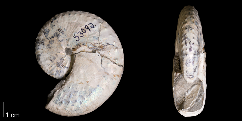 <i>Discoscaphites conradi</i> from the Maastrichtian Fox Hills Fm. (Trail City Member) of Corson County, South Dakota (YPM 53092).