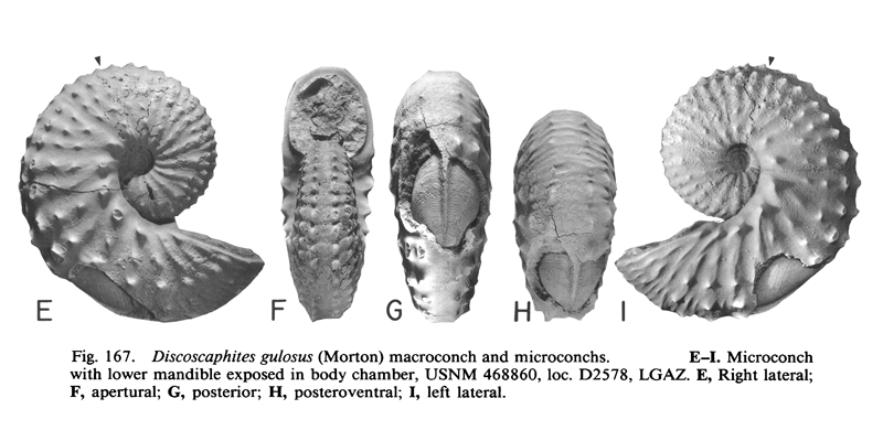 Specimen of <i>Discoscaphites gulosus</i> (YPM 27190) (microconch). See original caption for additional details. Image modified from figs. 167E-I in Landman and Waage (1993 in <i>Bulletin of the American Museum of Natural History</i>, no. 215) and used with permission.