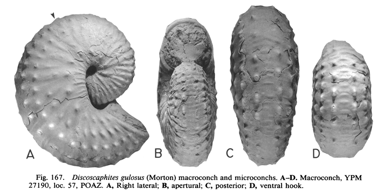 Specimen of <i>Discoscaphites gulosus</i> (YPM 27190) (macroconch). See original caption for additional details. Image modified from figs. 167A-D in Landman and Waage (1993 in <i>Bulletin of the American Museum of Natural History</i>, no. 215) and used with permission.