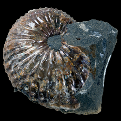 Discoscaphites gulosus