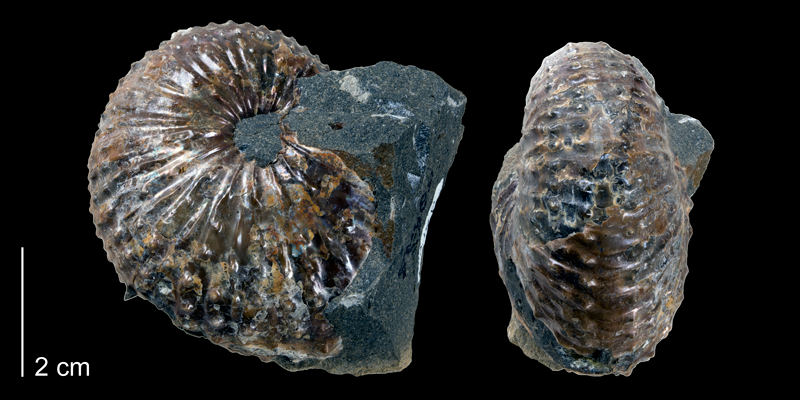 <i>Discoscaphites gulosus</i> from the Maastrichtian Fox Hills Fm (Trail City Member) of Dewey County, South Dakota (YPM 52828).