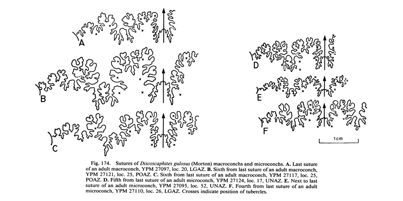 Sutures of <i>Discoscaphites gulosus</i>. See original caption for additional details. Image modified from fig. 174 in Landman and Waage (1993 in <i>Bulletin of the American Museum of Natural History</i>, no. 215) and used with permission.