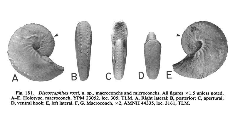 Holotype of <i>Discoscaphites rossi</i> (YPM 23052) (macroconch). See original caption for additional details. Image modified from figs. 181A-E in Landman and Waage (1993 in <i>Bulletin of the American Museum of Natural History</i>, no. 215) and used with permission.