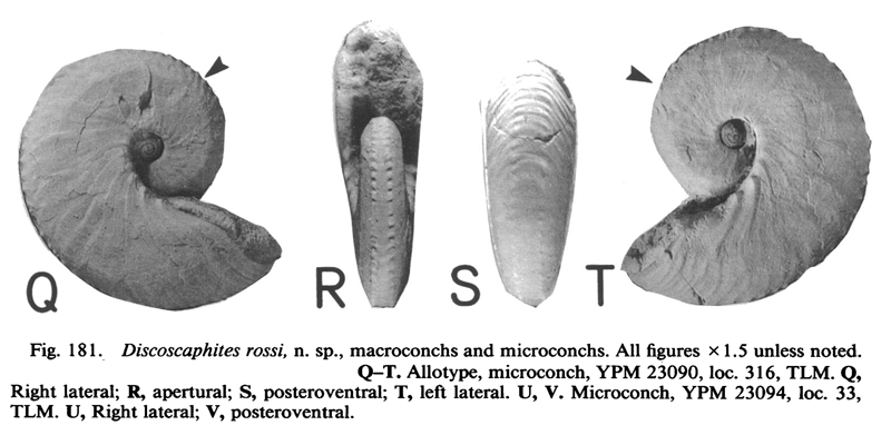 Specimen of <i>Discoscaphites rossi</i> (YPM 23090) (microconch). See original caption for additional details. Image modified from figs. 181Q-T in Landman and Waage (1993 in <i>Bulletin of the American Museum of Natural History</i>, no. 215) and used with permission.