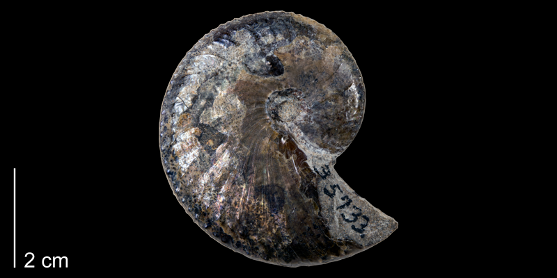 <i>Discoscaphites rossi</i> from the Maastrichtian Fox Hills Fm. (Timber Lake Member) of Dewey County, South Dakota (YPM 35733).