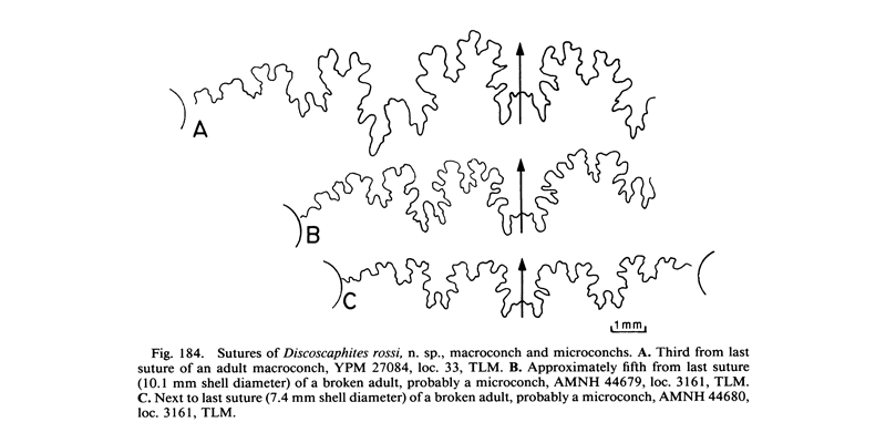 Sutures of <i>Discoscaphites rossi</i>. See original caption for additional details. Image modified from fig. 184 in Landman and Waage (1993 in <i>Bulletin of the American Museum of Natural History</i>, no. 215) and used with permission.