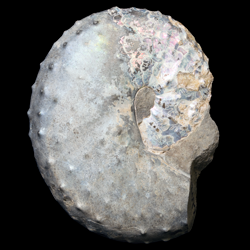 Discoscaphites