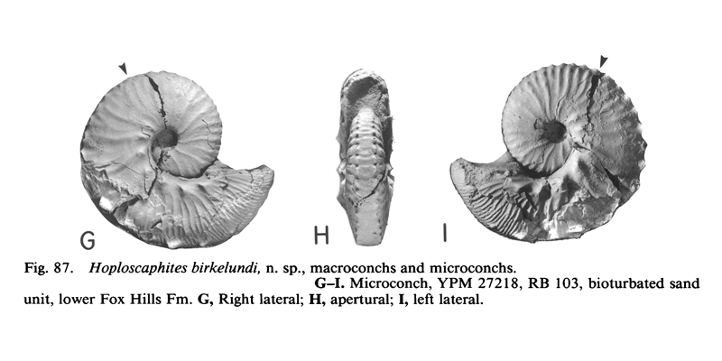 Microconch specimen of <i>Hoploscaphites birkelundi</i> (YPM 27218). See original caption for additional details. Image modified from fig. 87G-I in Landman and Waage (1993 in Bulletin of the American Museum of Natural History, no. 215) and used with permission.