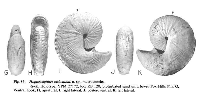 Holotype of <i>Hoploscaphites birkelundi</i> (YPM 27172) (macroconch). See original caption for additional details. Image modified from fig. 85G-K in Landman and Waage (1993 in <i>Bulletin of the American Museum of Natural History</i>, no. 215) and used with permission.